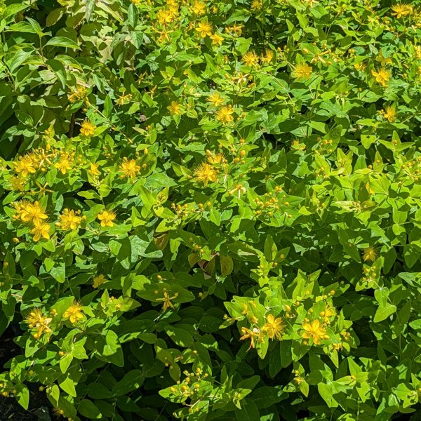 Hypericum androsaemum 'Orange Flair'