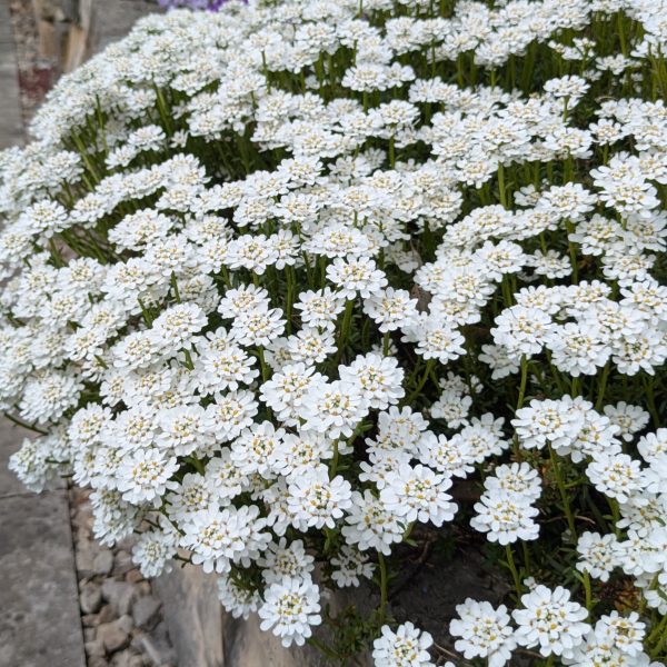 Iberis sempervirens 'Schneeflocke'