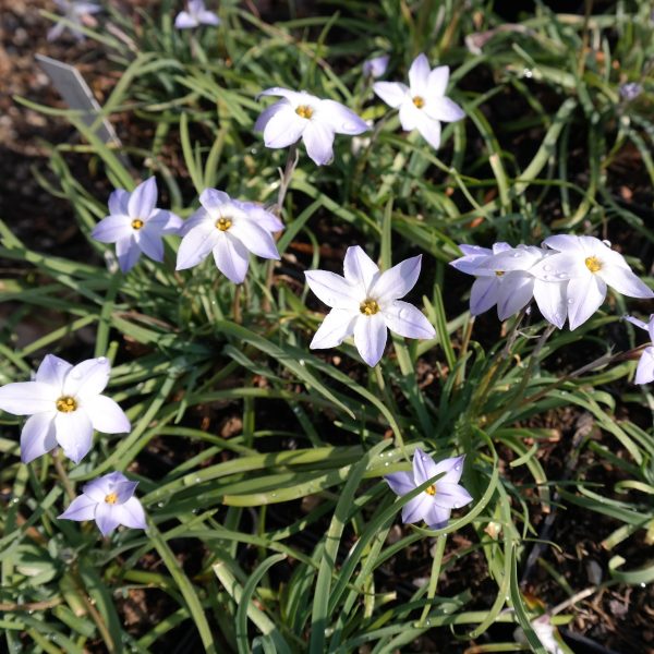 Ipheion uniflorum