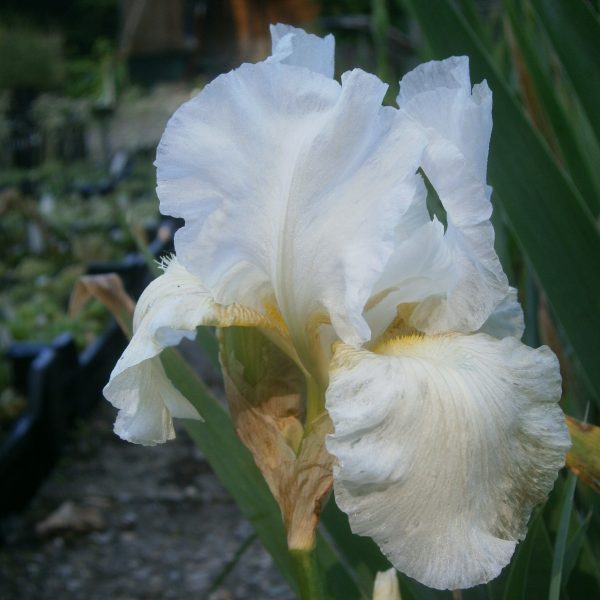 Iris barbata-elatior 'Cliffs of Dover'