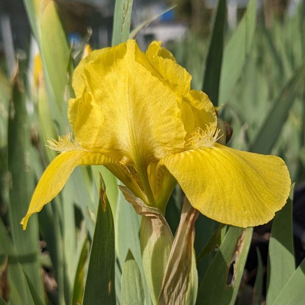 Iris barbata-nana 'Brassie'