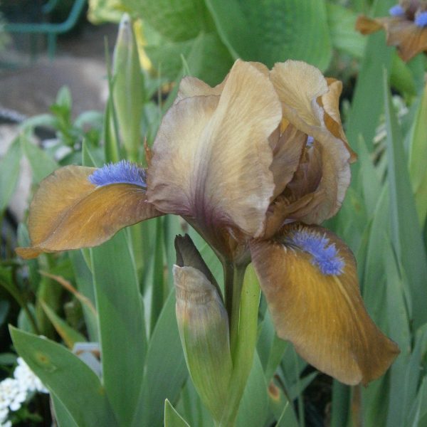 Iris barbata-nana 'Gingerbread Man'