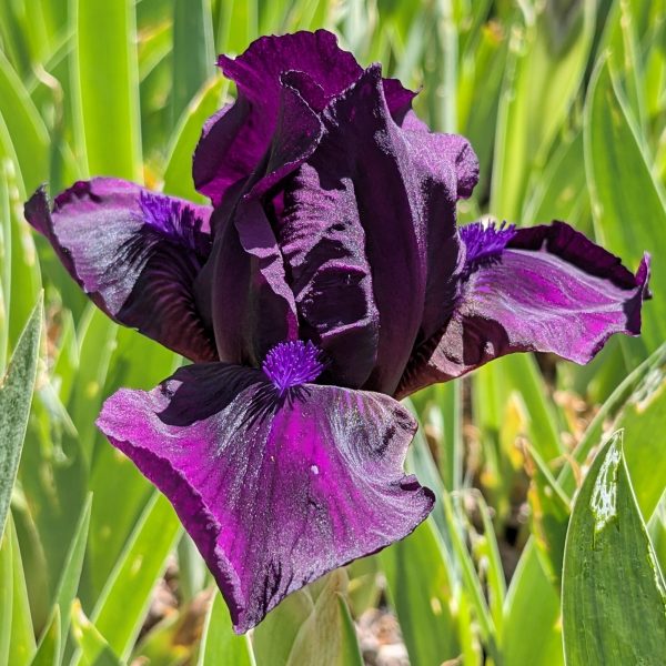 Iris barbata-nana 'Hamburger Nacht'