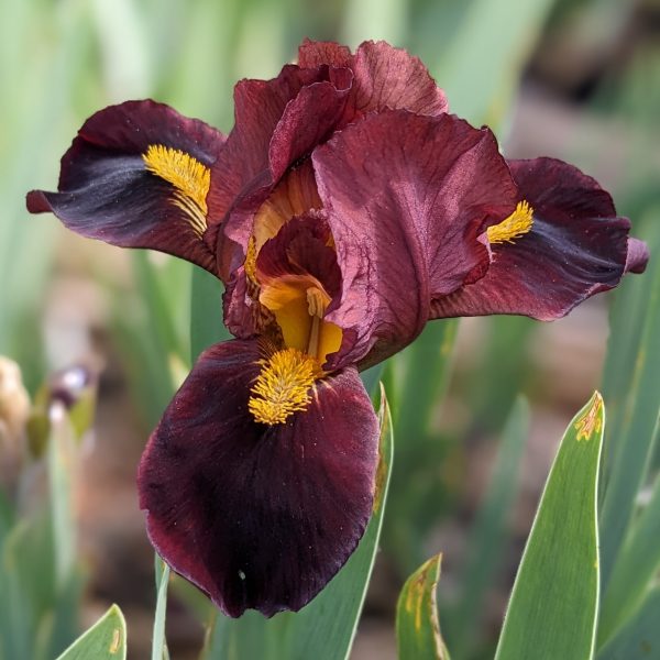 Iris barbata-nana 'Little Buccaneer'