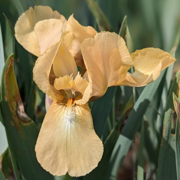 Iris barbata-nana 'Melon Honey'