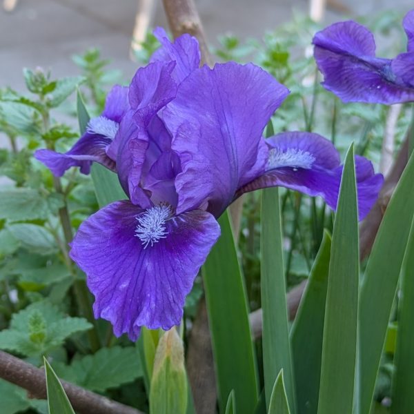 Iris barbata-nana 'Pepita'