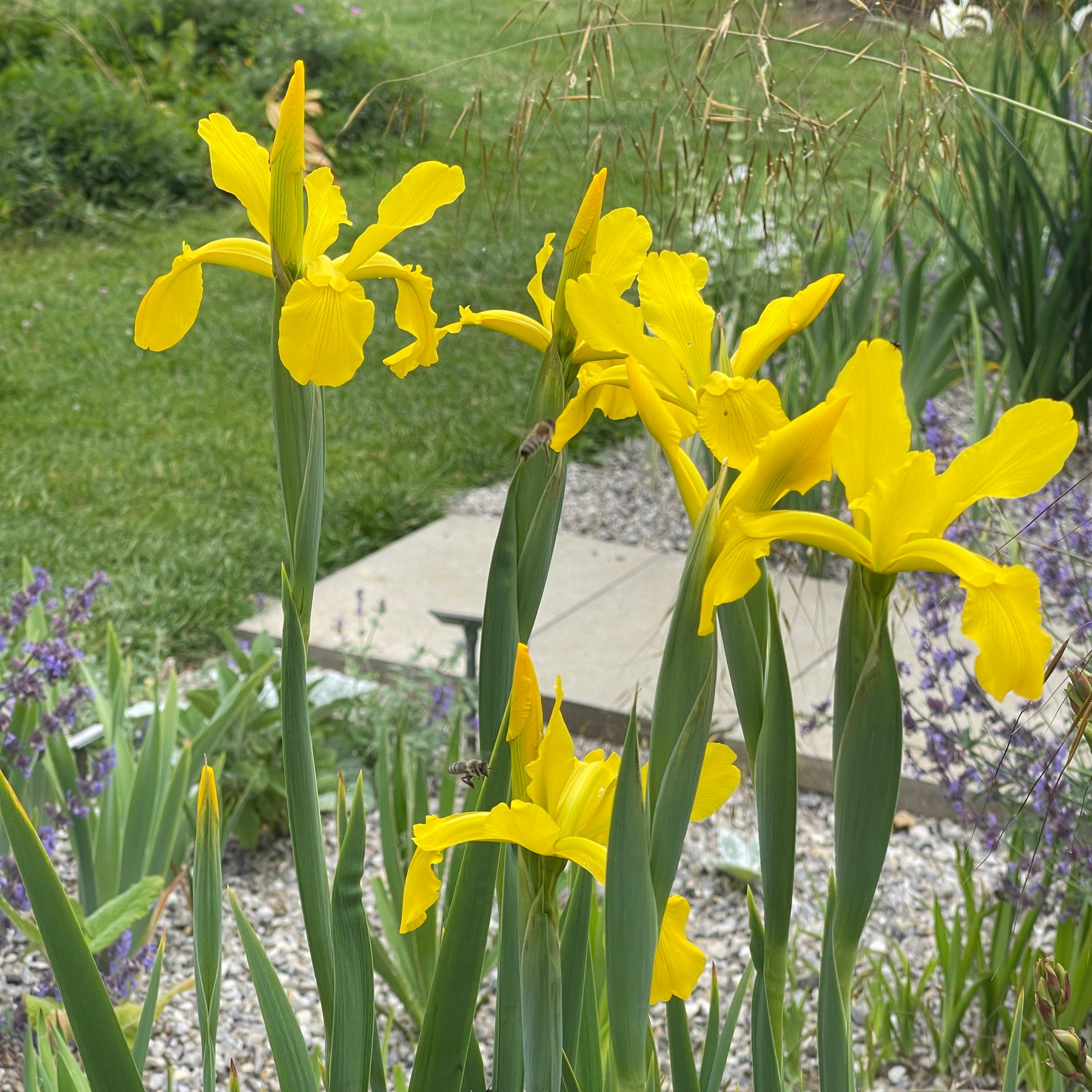 Iris crocea
