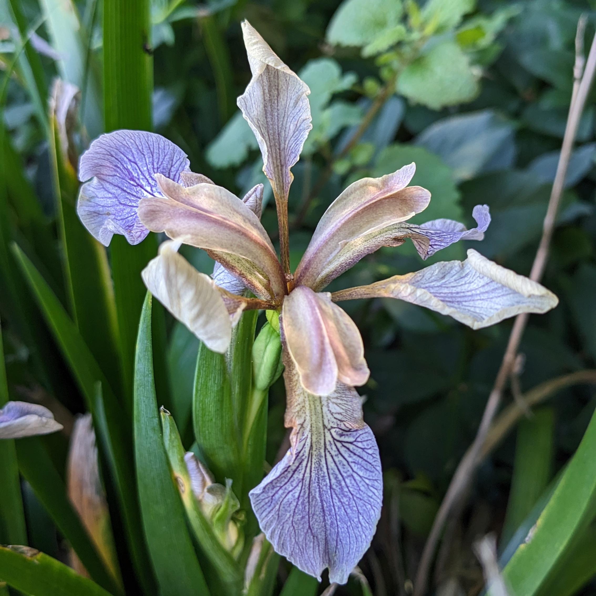 Iris foetidissima – Bild 2
