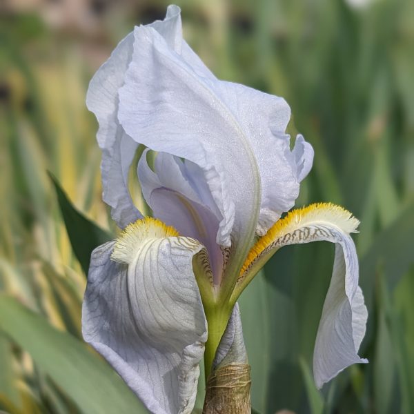 Iris germanica 'Florentina'