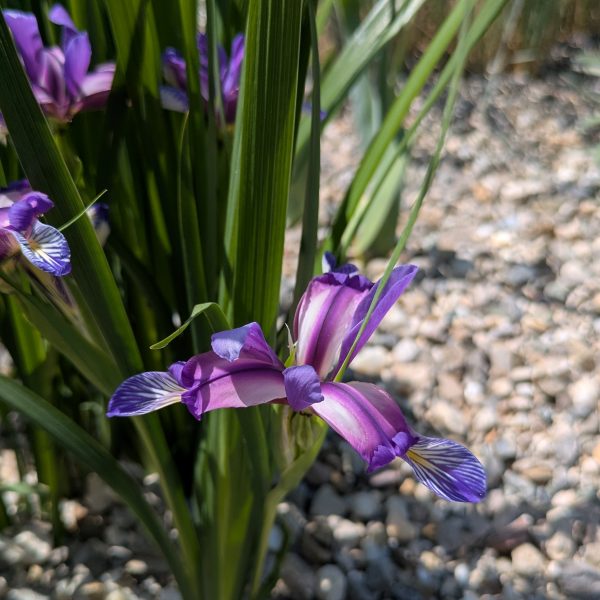 Iris graminea