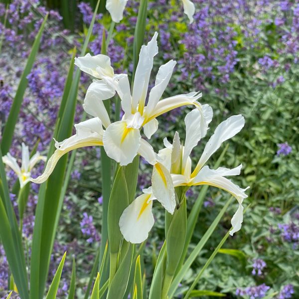 Iris orientalis 'Frigia'