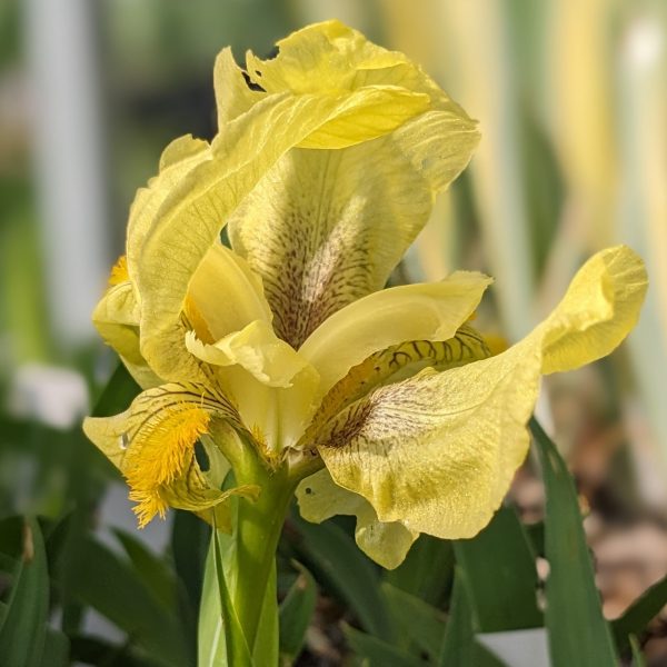 Iris reichenbachii