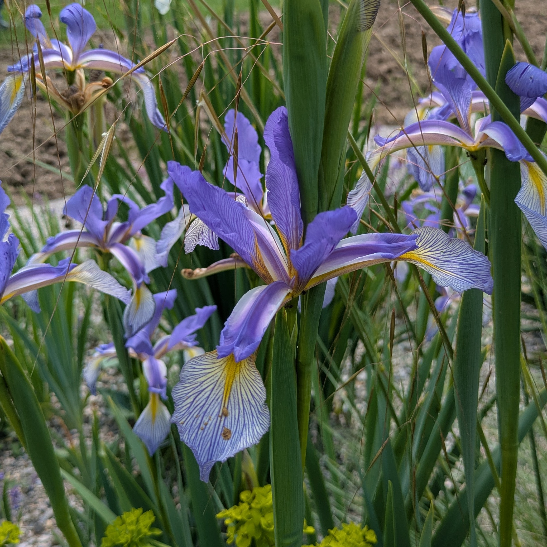 Iris spuria 'Neophyte'