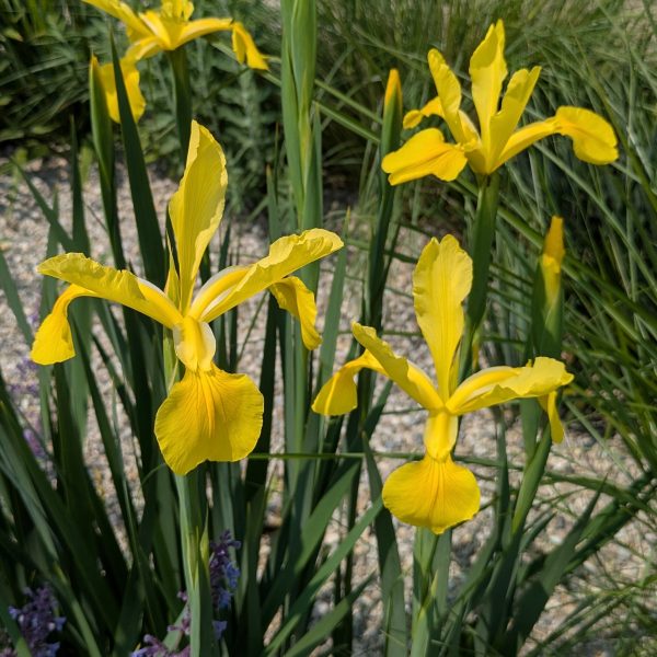 Iris spuria 'Sunny Day'