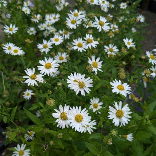 Kalimeris incisa 'Alba'