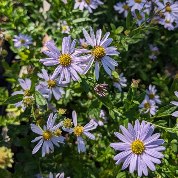 Kalimeris incisa 'Blue Star'