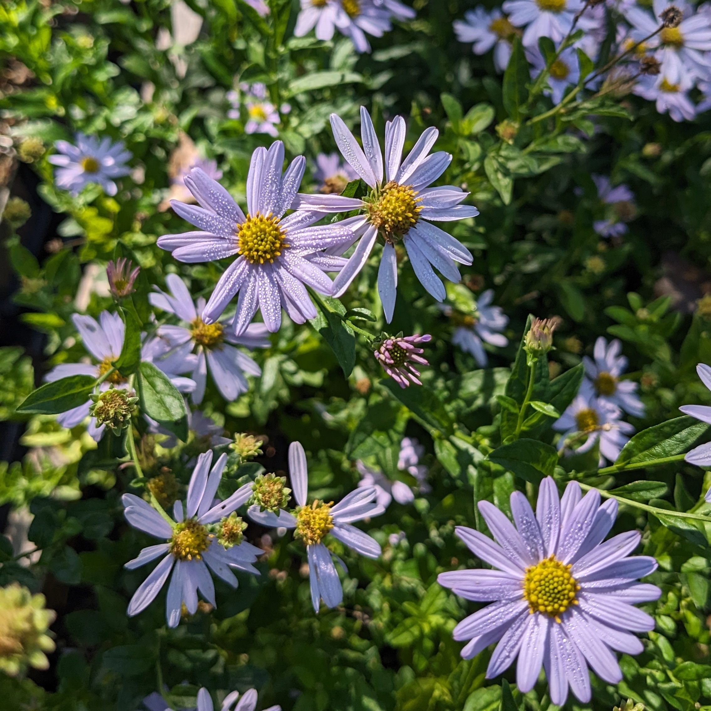 Kalimeris incisa 'Blue Star'