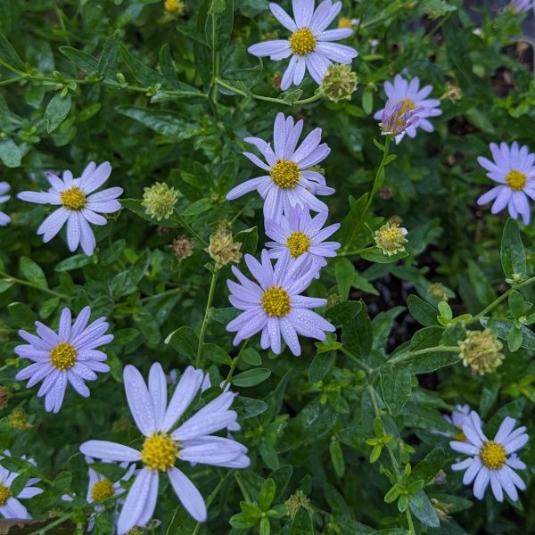 Kalimeris incisa 'Jürgen Wever'