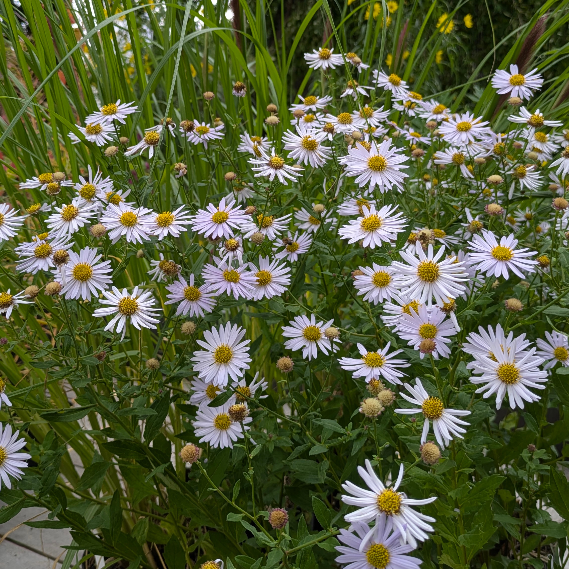 Kalimeris incisa 'Madiva' – Bild 3