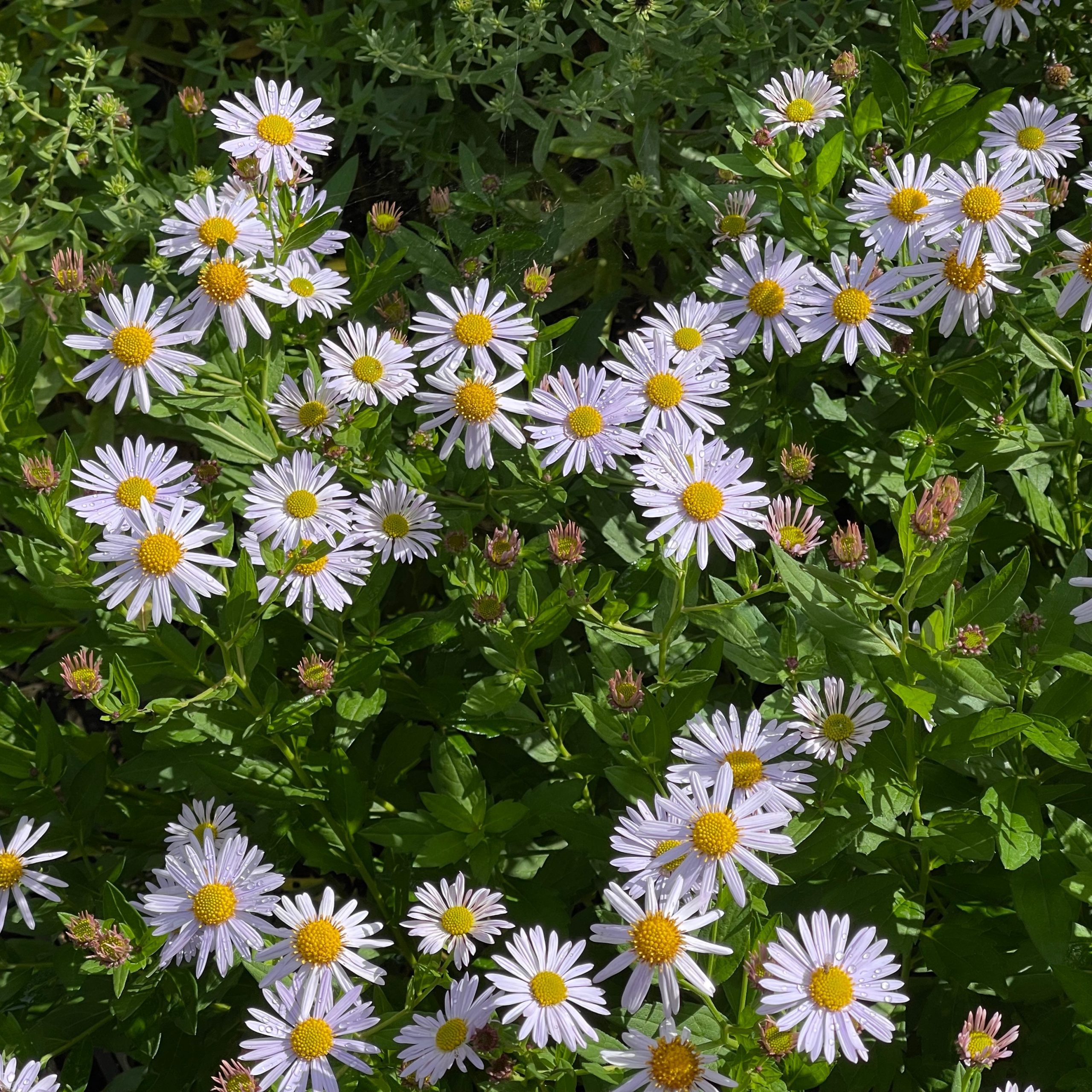 Kalimeris incisa 'Madiva'