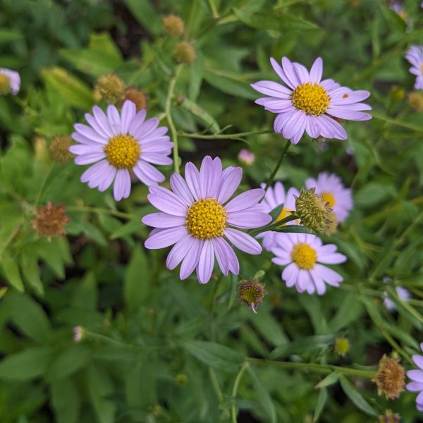 Kalimeris mongolica 'Antonia'