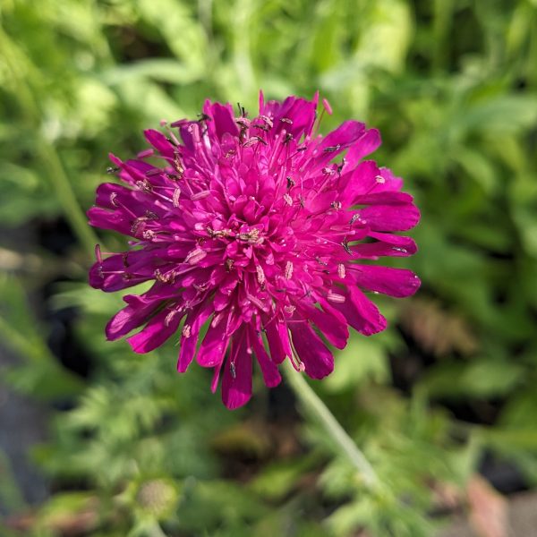 Knautia macedonica