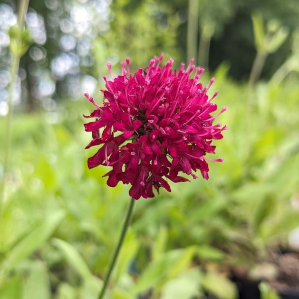 Knautia macedonica 'Mars Midget'