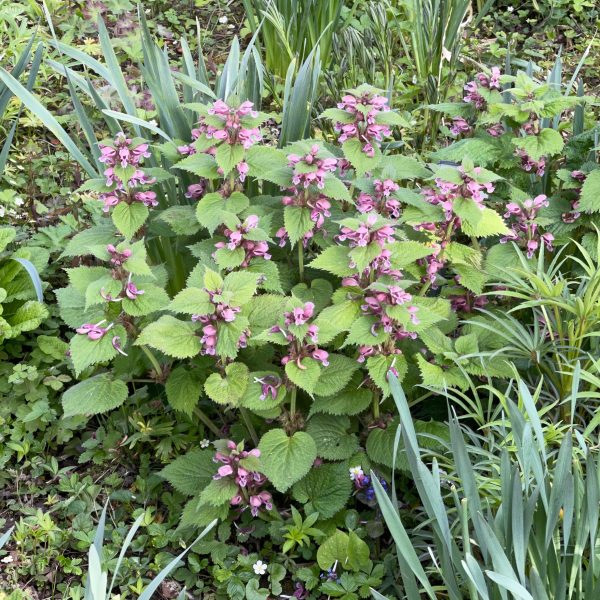 Lamium orvala