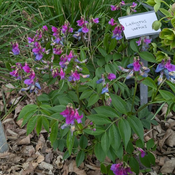 Lathyrus vernus