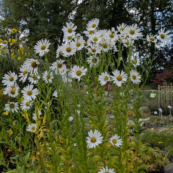 Leucanthemella serotina 'Herbststern'