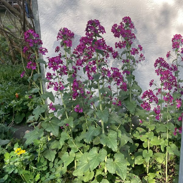 Lunaria annua (biennis)