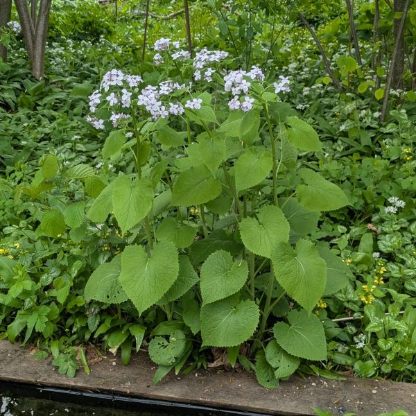 Lunaria rediviva