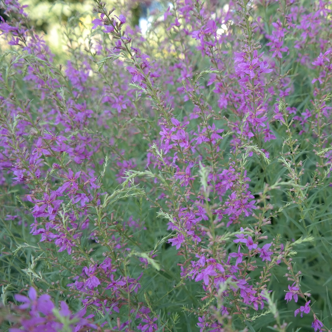 Lythrum virgatum 'Swirl'