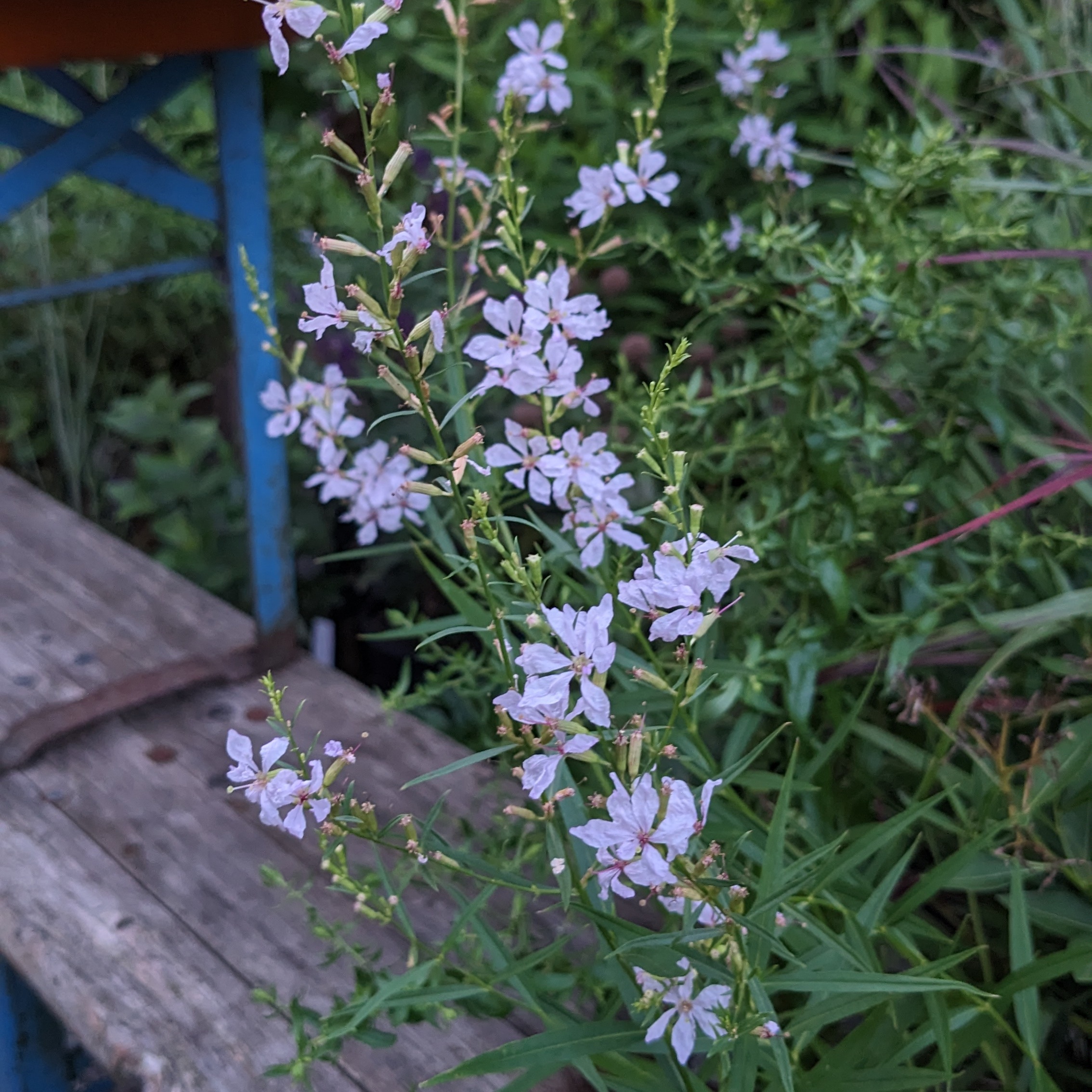 Lythrum virgatum 'White Swirl'