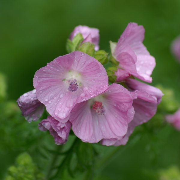 Malva moschata