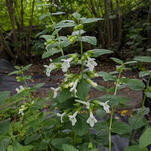 Melittis melissophyllum 'Album'