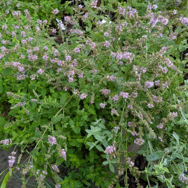 Mentha species 'Erdbeer'
