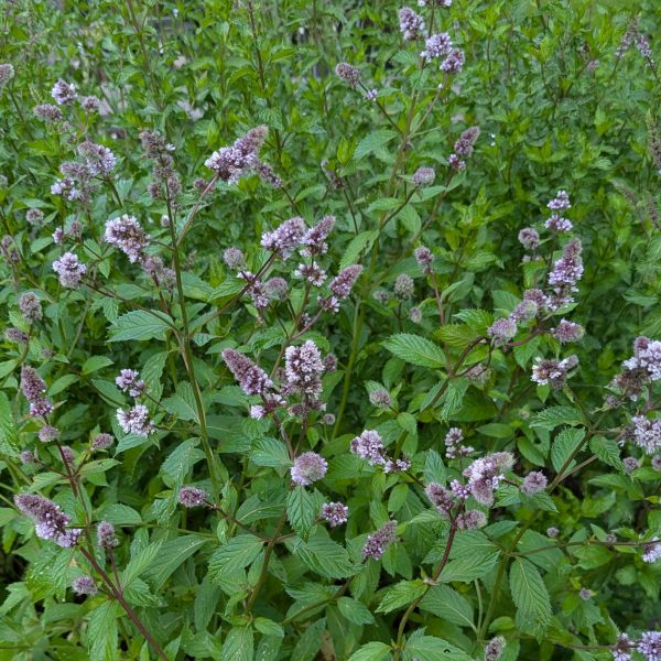Mentha spicata 'Swiss'