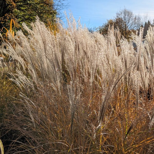 Miscanthus sinensis 'Kleine Silberspinne'