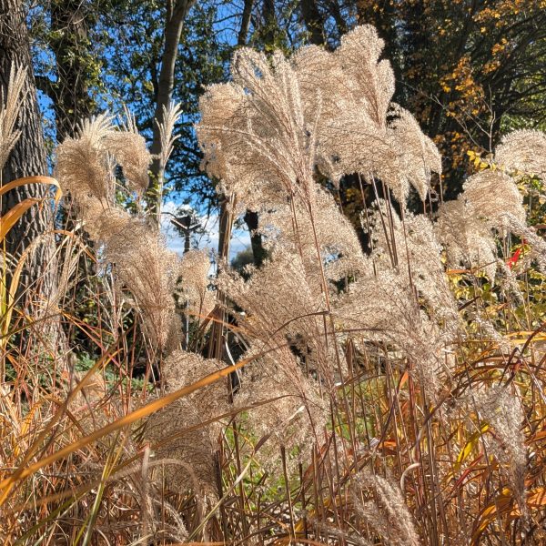 Miscanthus sinensis 'Malepartus'