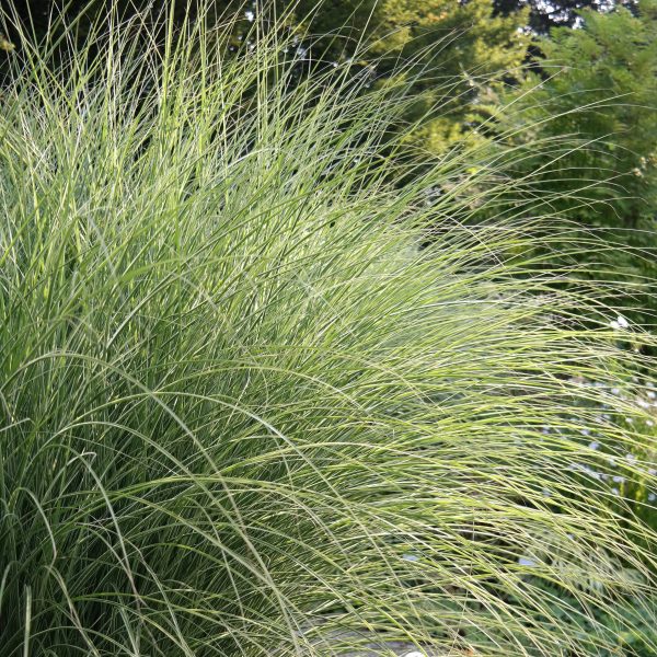 Miscanthus sinensis 'Morning Light'