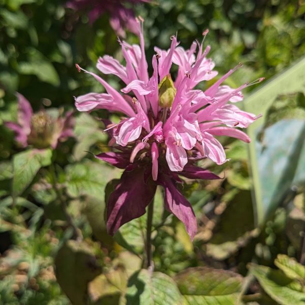 Monarda Fistulosa-Hybr. 'Beauty of Cobham'