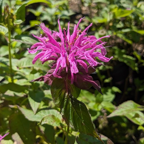 Monarda Fistulosa-Hybr. 'Blaukranz'