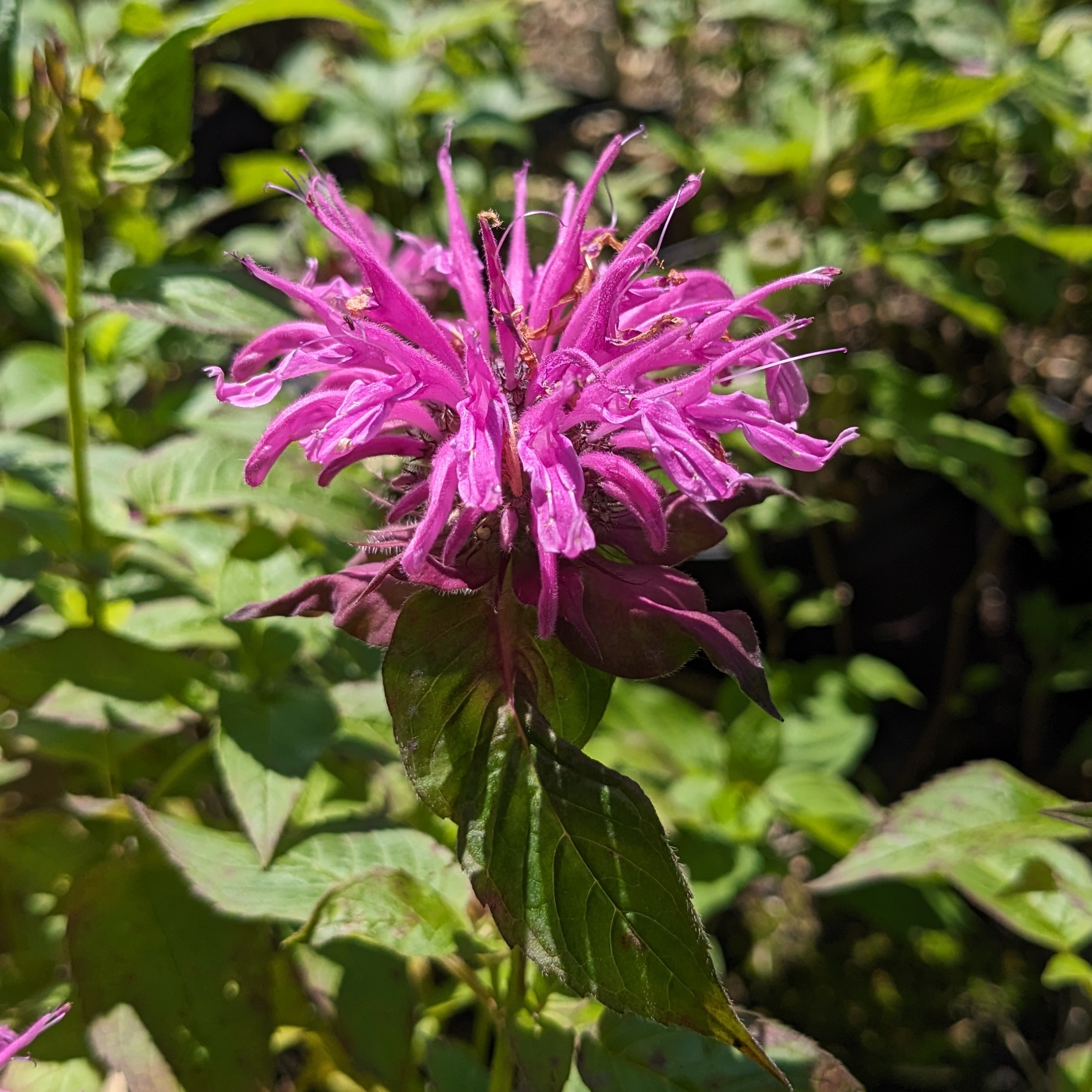 Monarda Fistulosa-Hybr. 'Blaukranz'