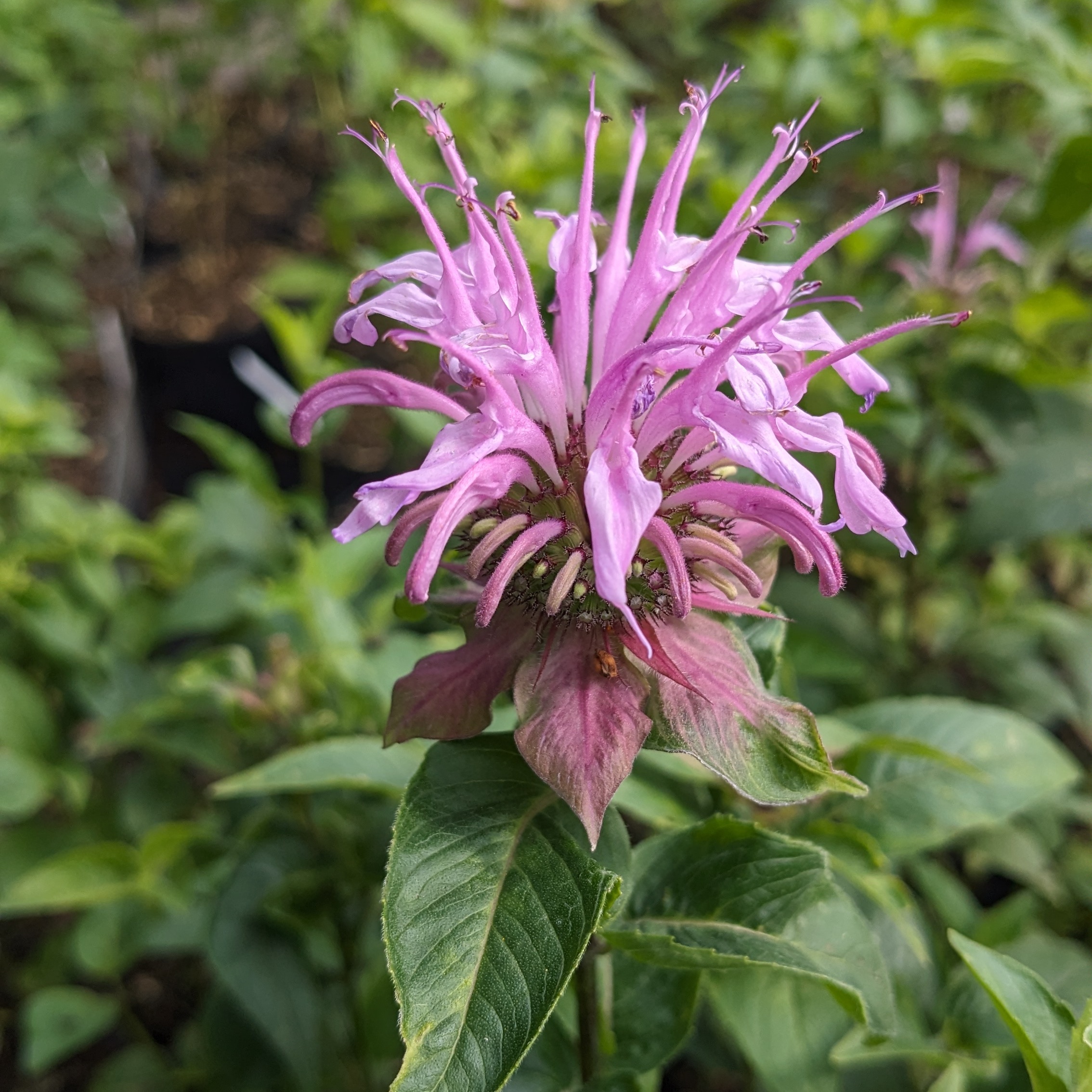 Monarda Fistulosa-Hybr. 'Rebecca'