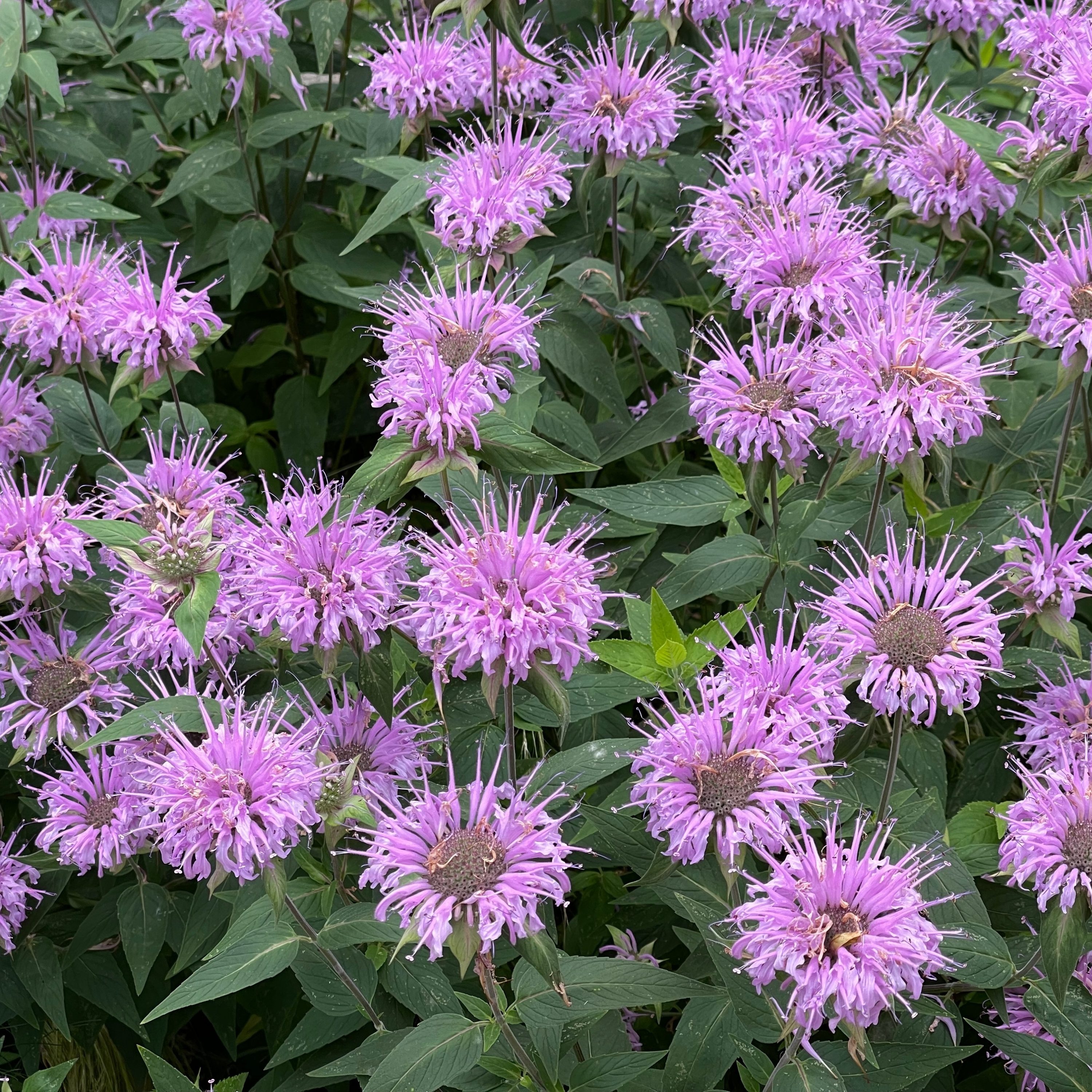 Monarda fistulosa var. menthifolia 'Mohikaner'