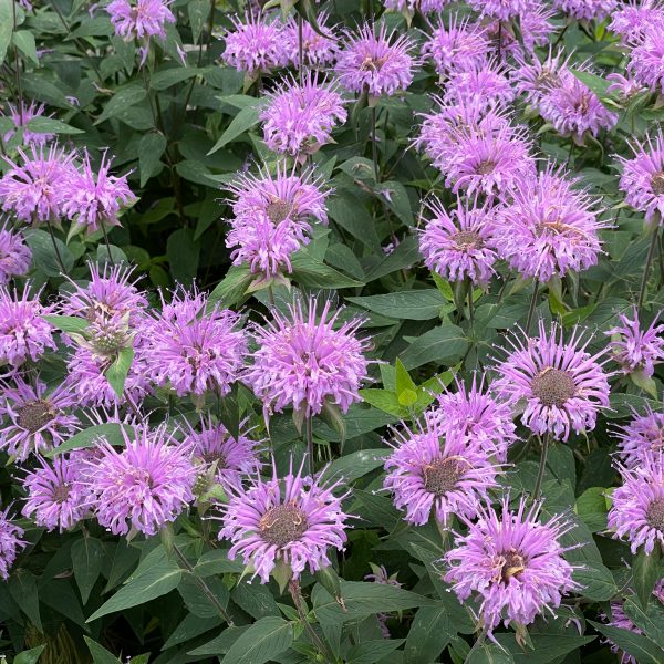 Monarda fistulosa var. menthifolia 'Mohikaner'