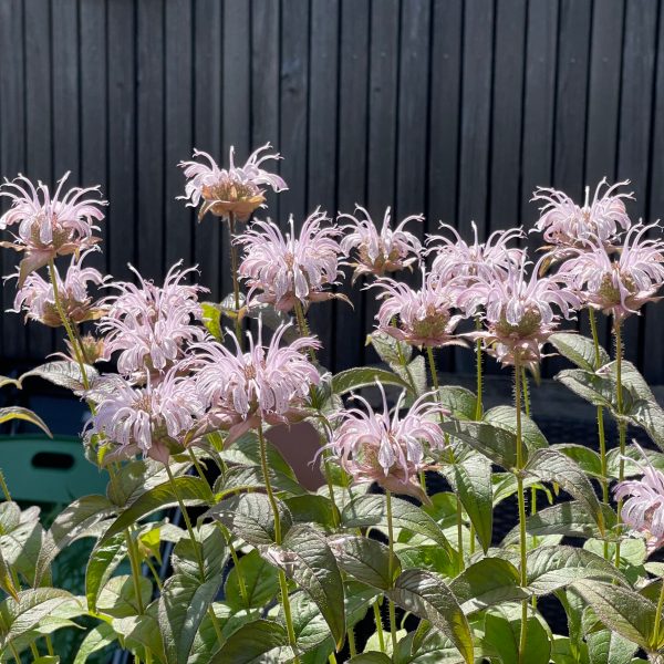 Monarda bradburiana 'Ozark'