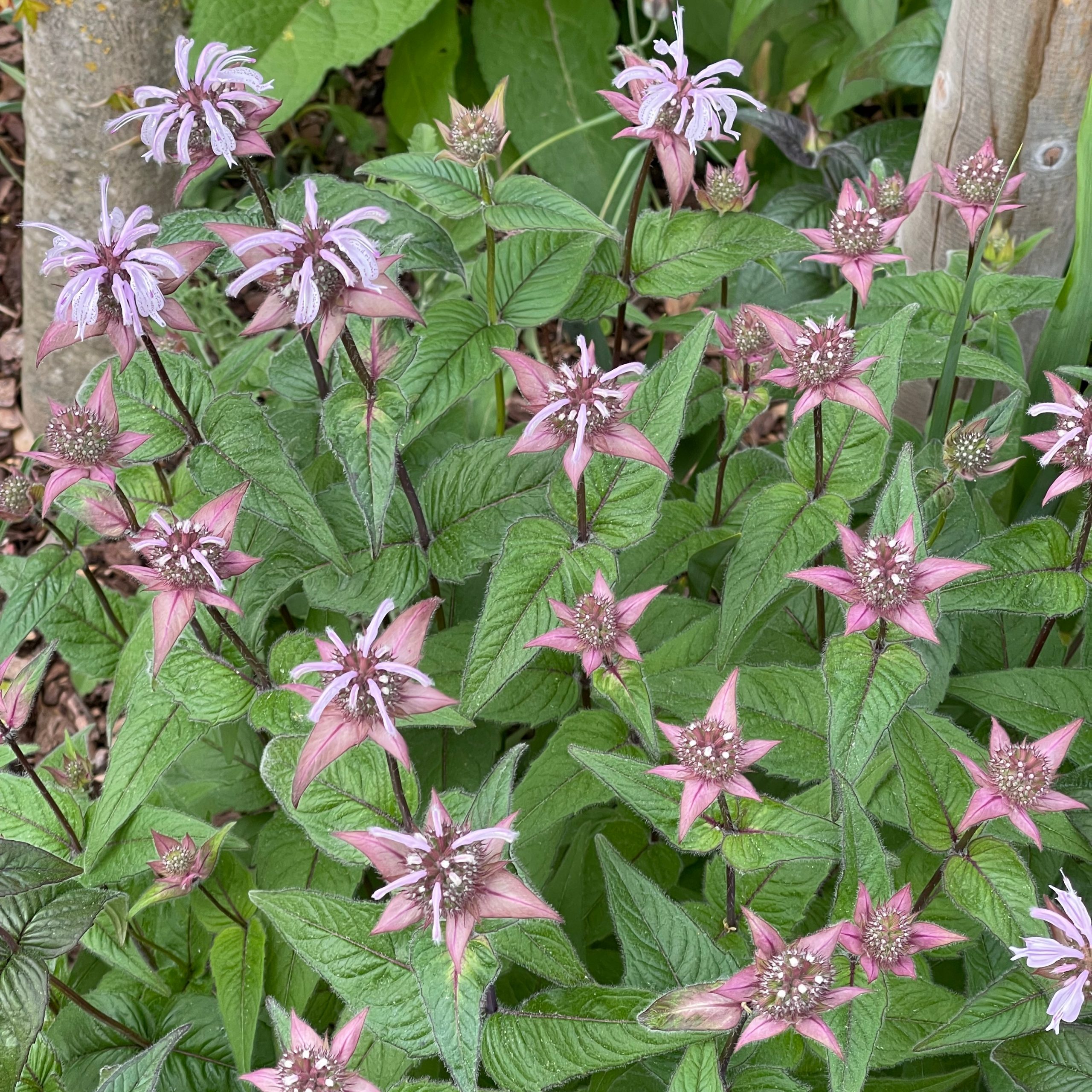 Monarda bradburiana