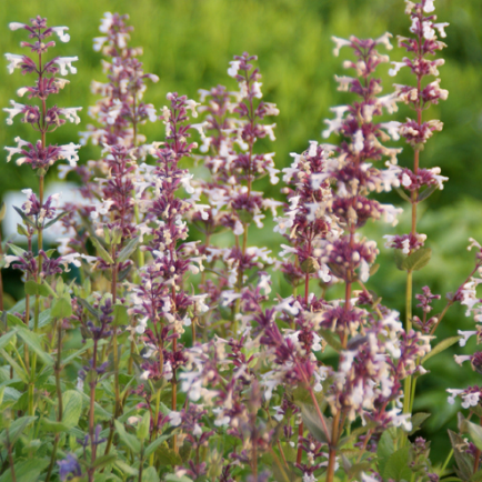Nepeta grandiflora 'Florina'